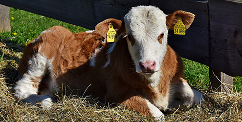 Beef cattle calf