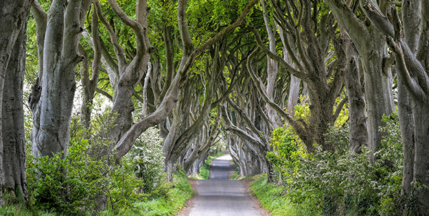 Game of Thrones Arts Honours