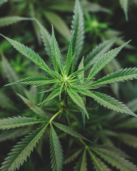 Cannabis plant